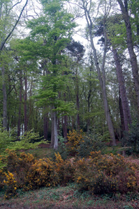 woodland off Old Linslade Road at Nares Gladley May 2008